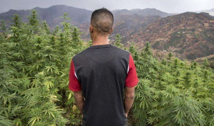 Marokko blijft eerste cannabisproducent ter wereld