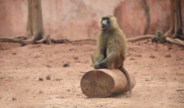 Zin om het dierenpark van Rabat te bezoeken? 