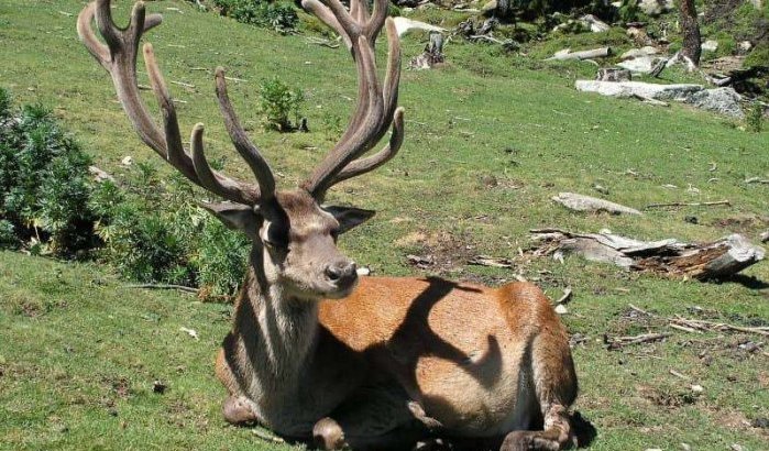 Plannen voor nieuwe dierentuin en recreatiepark in Agadir
