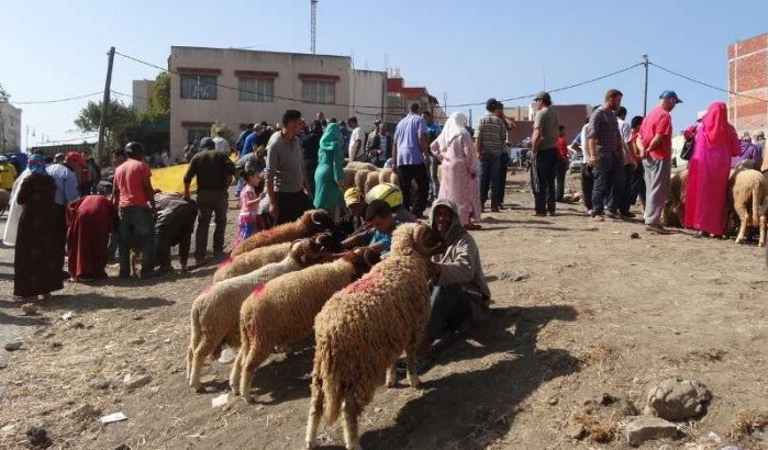 Verkiezingen Marokko: kandidaten delen schapen uit