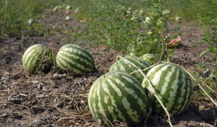 Watermeloenteelt "genadeklap" voor watervoorziening in Marokko