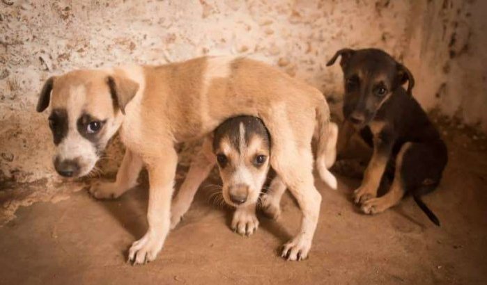 Dozijn honden dood door vergiftiging in Agadir