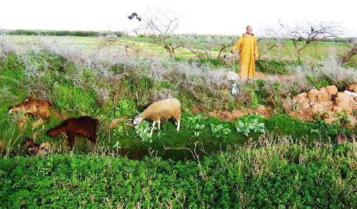 Qatar doneert 1,15 miljard aan Marokko voor landbouw