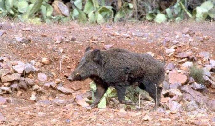 Vijf gewonden door aanval wild zwijn in El Jadida