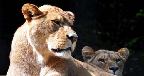 Zoo Rabat