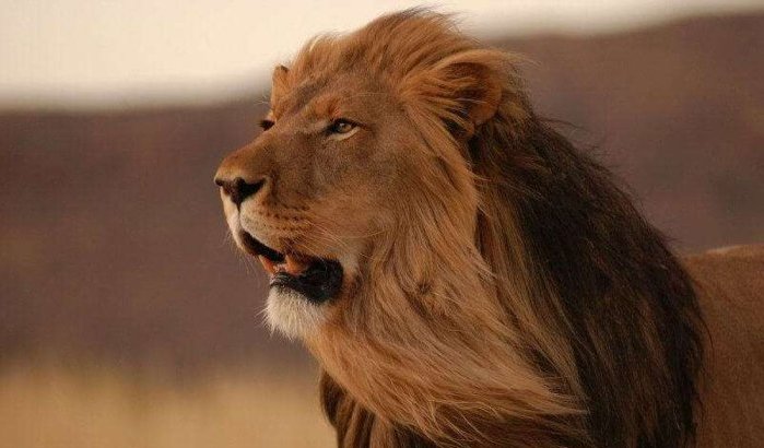 Waar blijft de dierentuin van Casablanca?