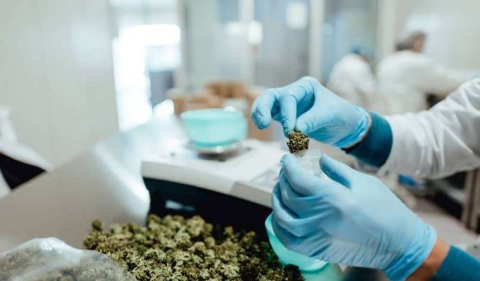 Al Hoceima krijgt onderzoekslaboratorium voor legale cannabis