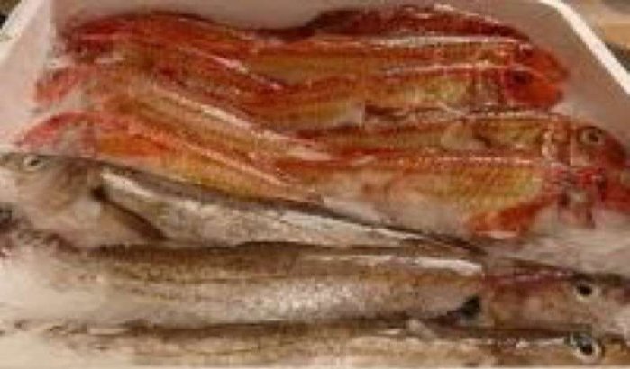 Door Europa geweigerde vis gewoon verkocht in Marokko