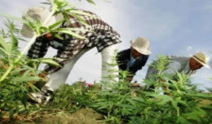 Parlement Marokko bespreekt legalisering cannabis
