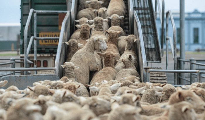 Marokko importeert opnieuw buitenlands vee voor Eid ul-Adha