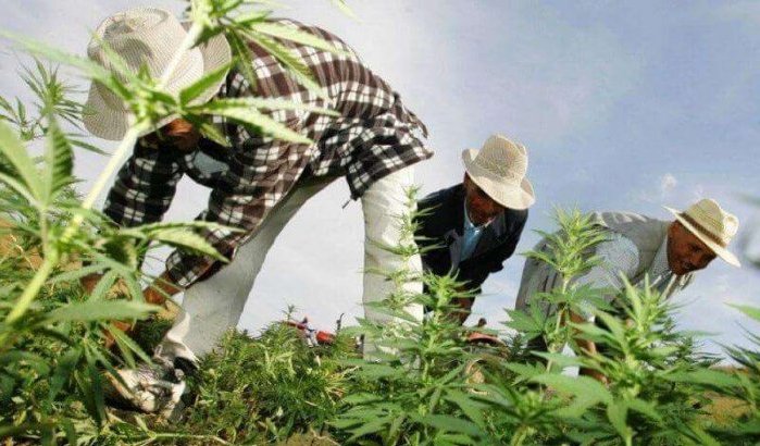 Marokko: cannabiskwekers maken eisen bekend