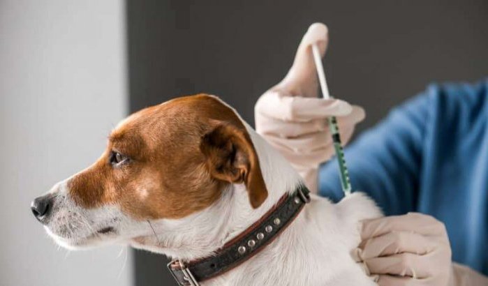 Marokkanen opgeroepen om huisdieren te laten vaccineren