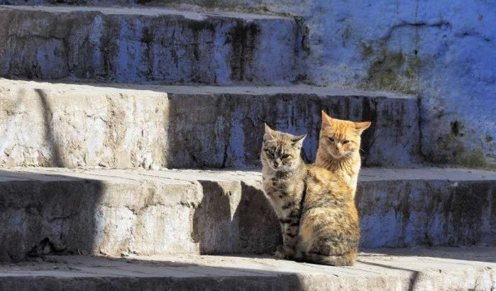 Kind in Tetouan overleden na beet van kat met hondsdolheid
