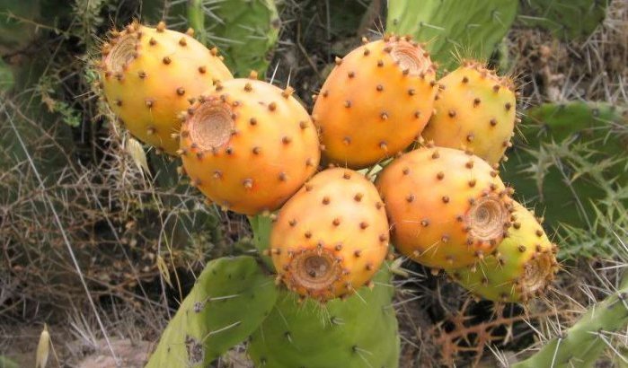 Cactusvijgen in Marokko door parasiet bedreigd (video)
