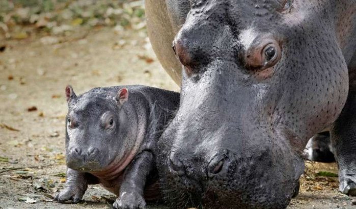Voor het eerst baby nijlpaard geboren in zoo Rabat