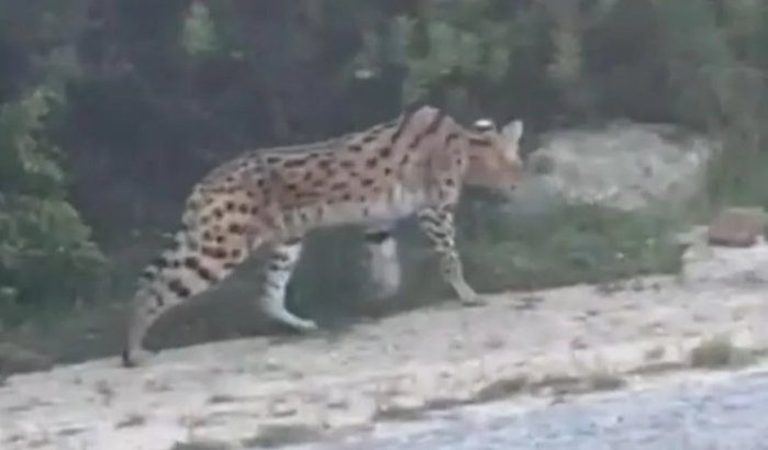 Serval in Tanger na twee weken teruggevonden