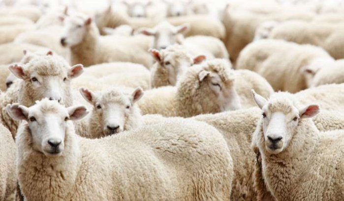 Marokko levert 5000 schapen aan Melilla voor Eid Al Adha