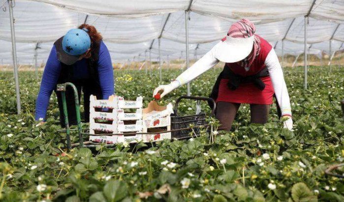 Groot-Brittannië wil seizoenarbeiders in Marokko aanwerven