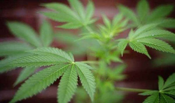 Marokko: regeringsraad keurt cannabiswet goed