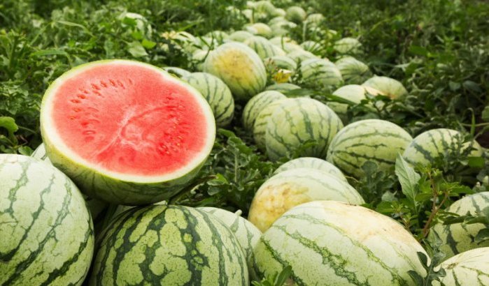 Dilemma rond watermeloen in Marokko, lobby's oefenen druk uit