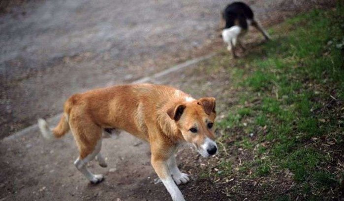 Baby in Marokko doodgebeten door zwerfhond