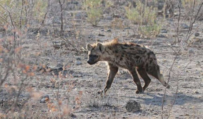 Celstraf voor doden hyena in Marokko