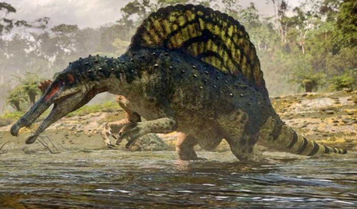 Eerste zwemmende dinosaurus in Marokko opgegraven