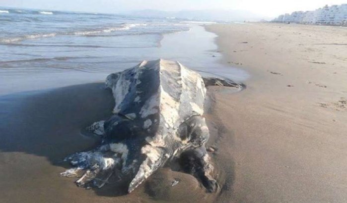 Reuze lederschildpad aangespoeld op strand Tetouan