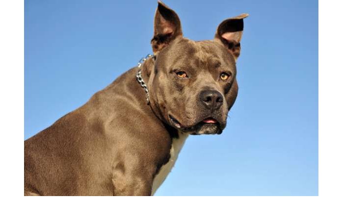 Marokkaanse politie arresteert criminele pitbull