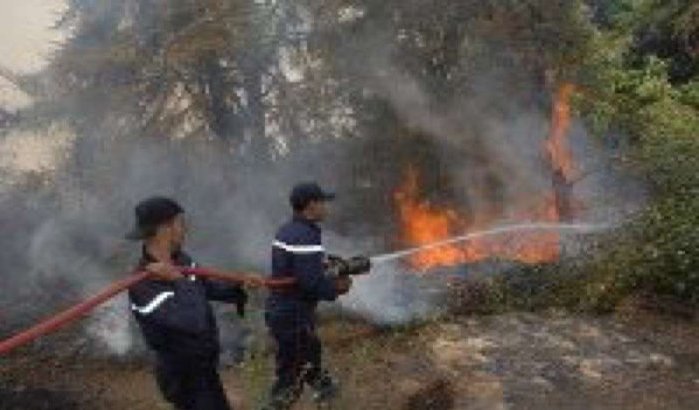 Brand verwoest 5500m² bos in Rabat 