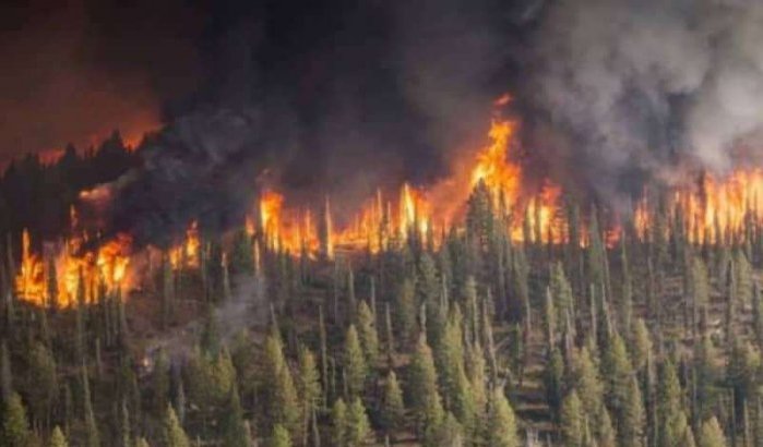 Bosbrand in Taza: brandweer en blusvliegtuigen ingezet 
