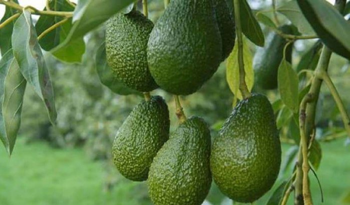 Marokkaanse avocado doet prijzen in Europa fors dalen