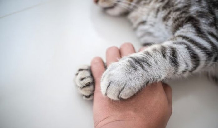 Ophef in Salé: uitvaartplechtigheid voor kat schokt