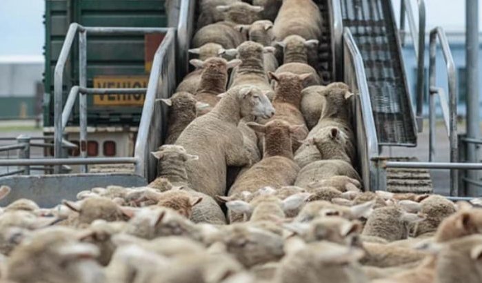 Marokko maakt einde aan belastingvrije import schapen