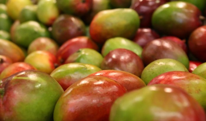 Marokko importeert ruim 12.000 ton mango