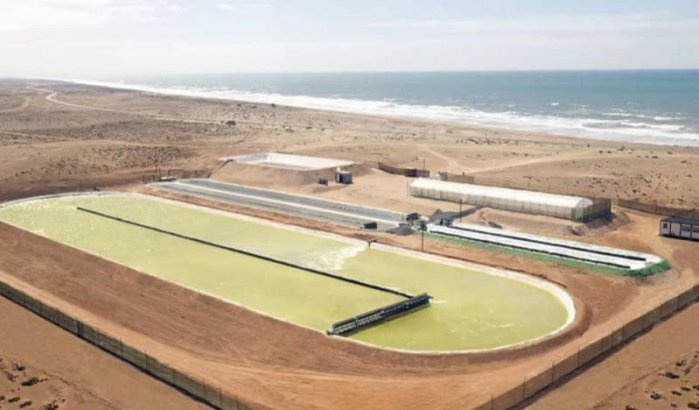 Grootste zeewierboerderij ter wereld komt in Marokko