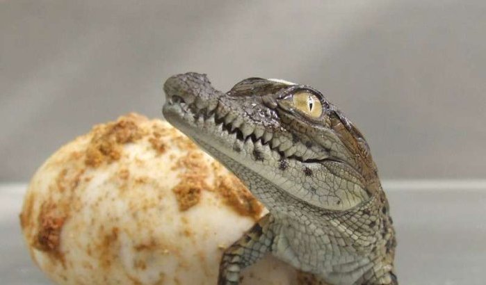 Welkom Driss, de eerste in Marokko geboren krokodil