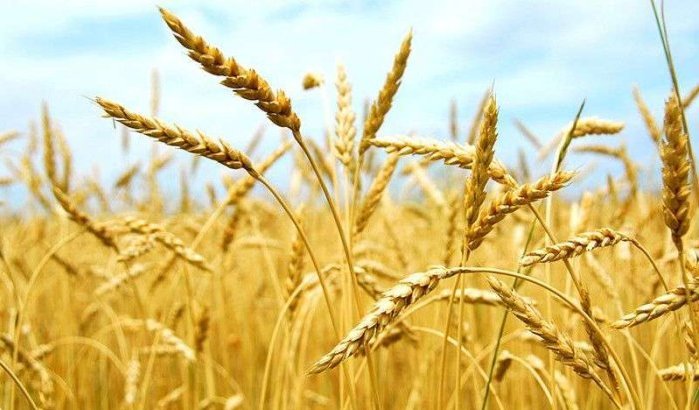 Marokko: graanoogst van bijna 100 miljoen kwintaal