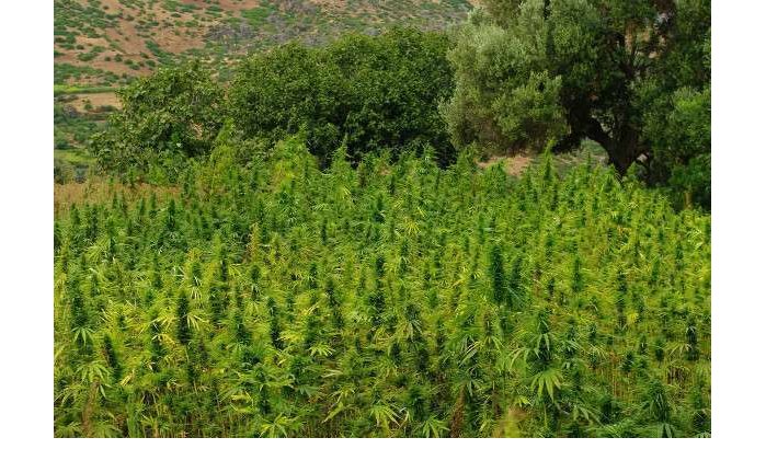 VN waarschuwt Marokko tegen legalisering cannabis