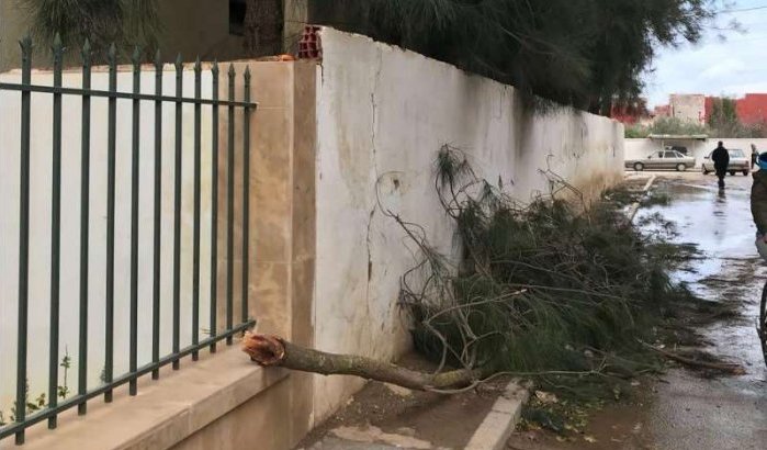 Gewonden door omgevallen boom in Khemisset (foto's)