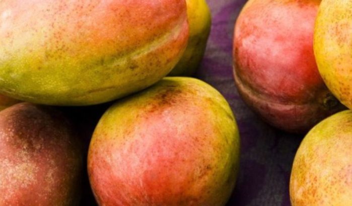 Marokko breekt historisch record met mango's