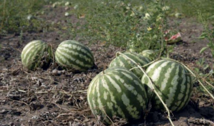 Marokko verbiedt teelt watermeloen door droogte
