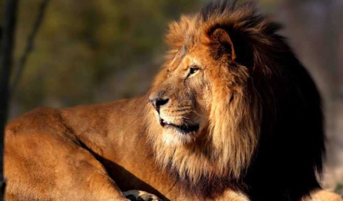 Tanger gaat grond onteigenen voor nieuwe dierentuin 