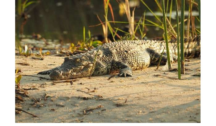 Krokodil gespot in Bouregreg rivier Rabat