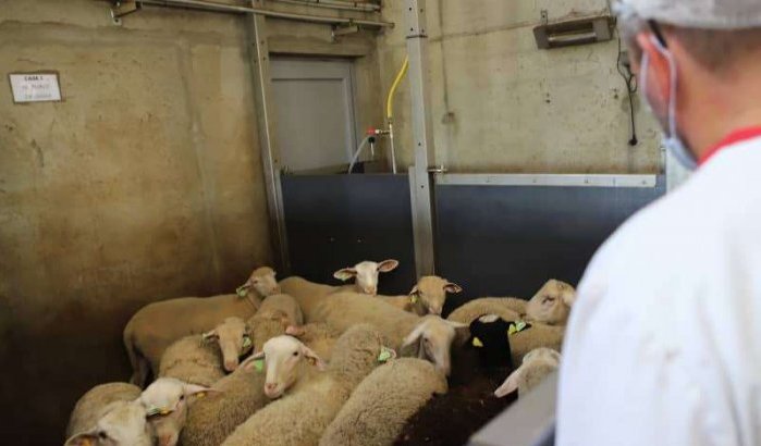 Illegale schapenslachterij opgerold in Gelderland