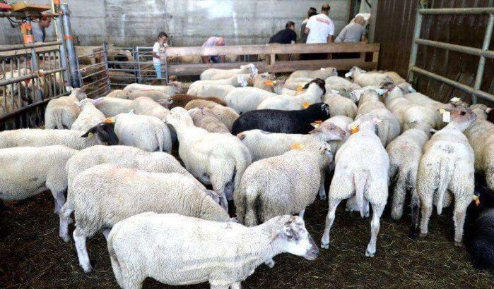 Officiële datum Eid ul-Adha 2022 in Marokko bekend