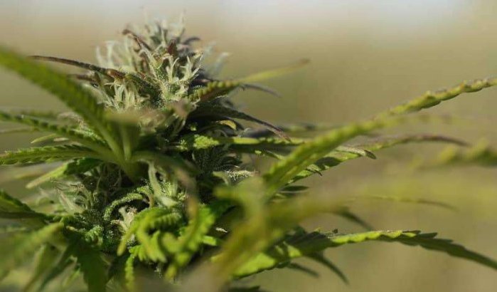 Tanger gastheer van eerst cannabis-conferentie in Marokko
