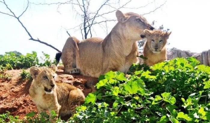 Leeuwen geboren in dierentuin Rabat (foto's)