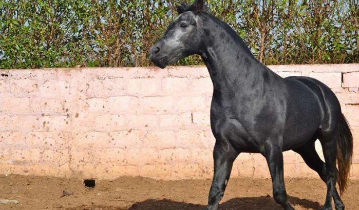 Losgeslagen paard veroorzaakt dodelijk ongeval in Marokko