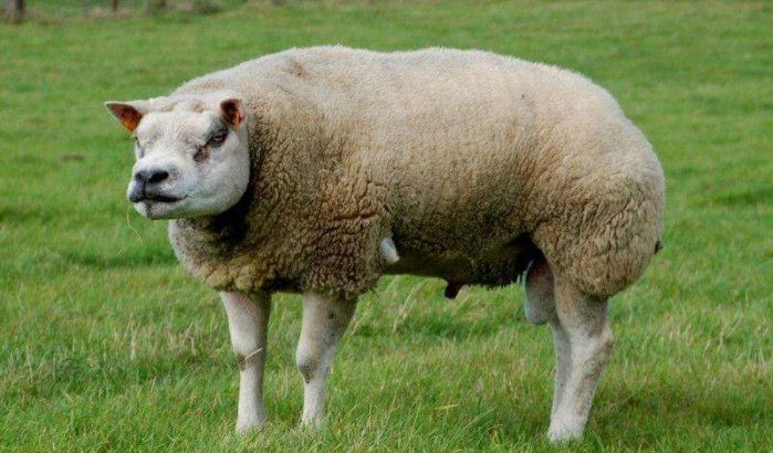Marokko: schapen Eid ul-Adha met afval vetgemest